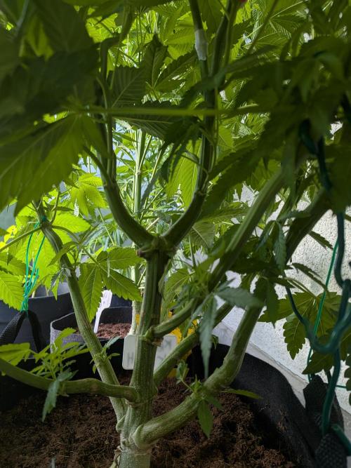 Khalifa Kush | outdoor 2026. Week 13
