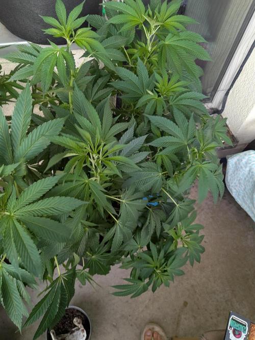 Khalifa Kush | outdoor 2026. Week 13
