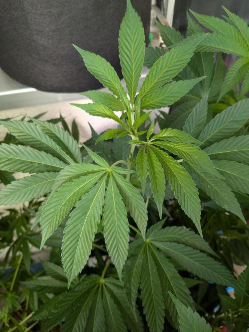 Khalifa Kush | outdoor 2026. Week 13
