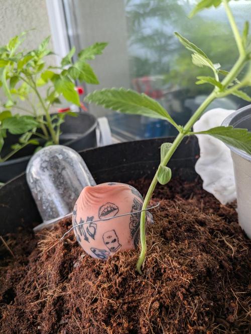 Strawberry Banana 🍌 Sun-Smash. Week 6