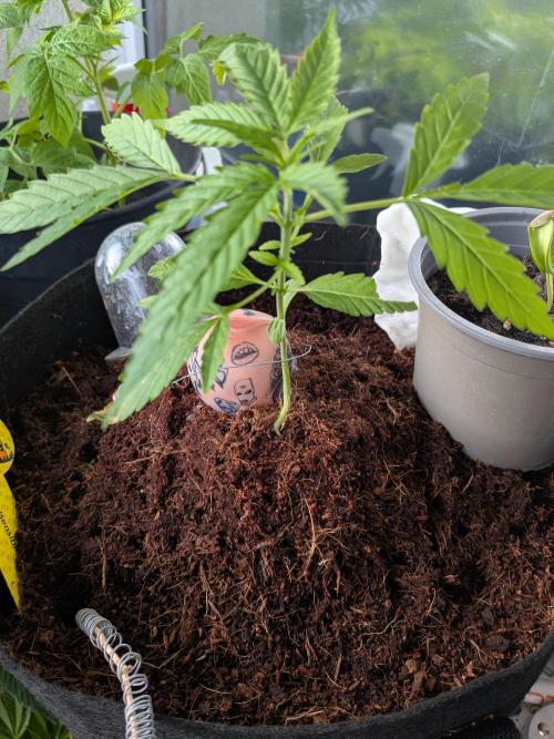 Strawberry Banana 🍌 Sun-Smash. Week 6