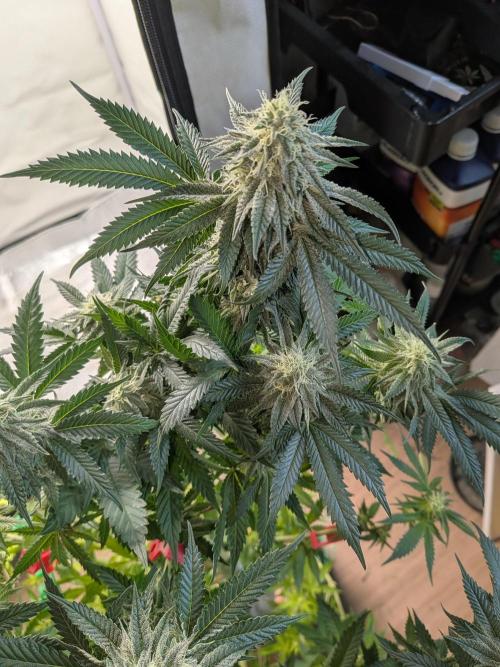 Mellow Jelly | Exclusive Zamnesia. Week 15