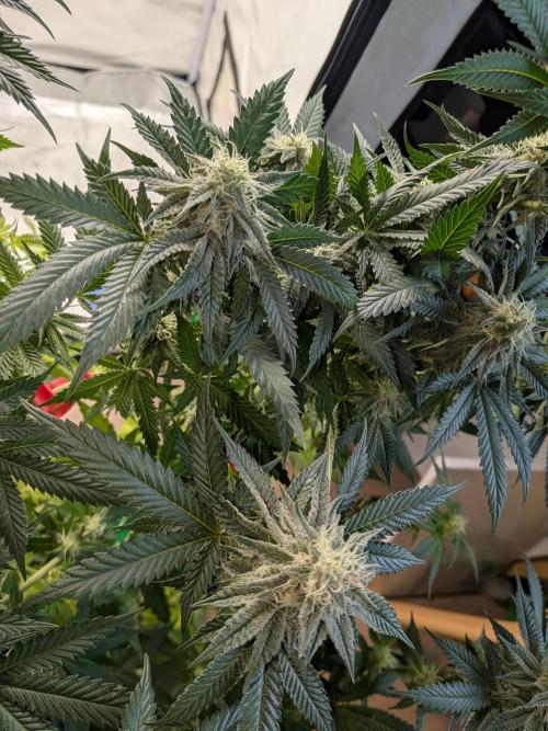 Mellow Jelly | Exclusive Zamnesia. Week 15