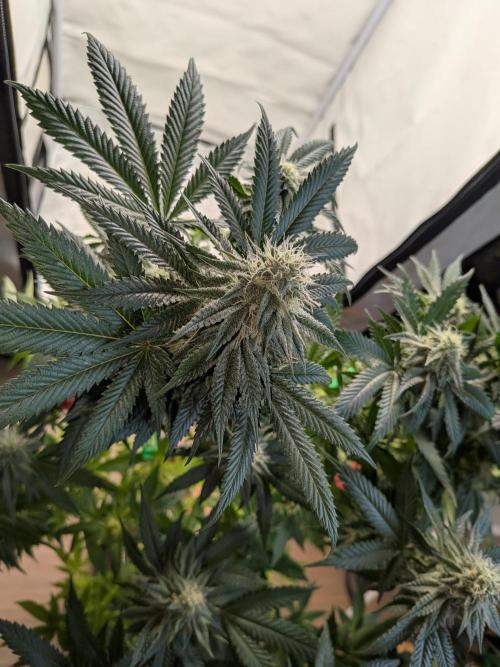 Mellow Jelly | Exclusive Zamnesia. Week 15