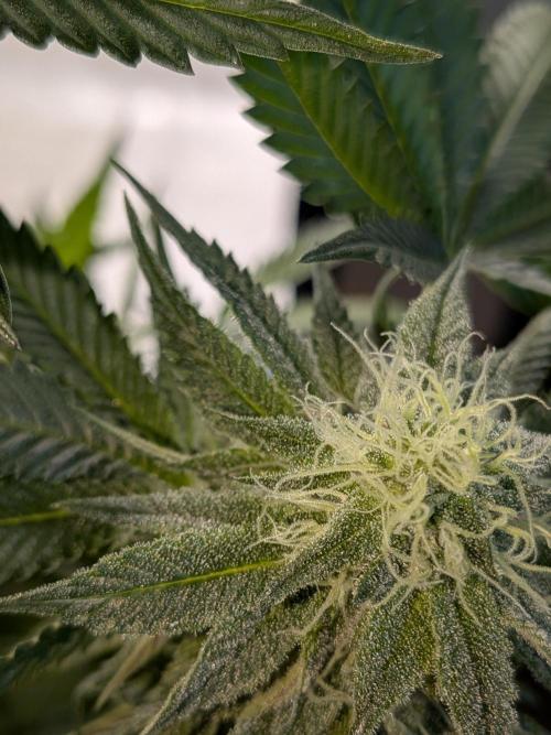 Mellow Jelly | Exclusive Zamnesia. Week 15