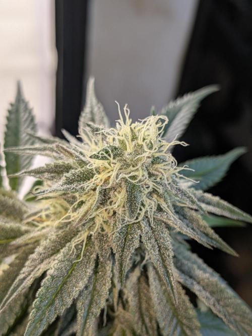 Mellow Jelly | Exclusive Zamnesia. Week 15