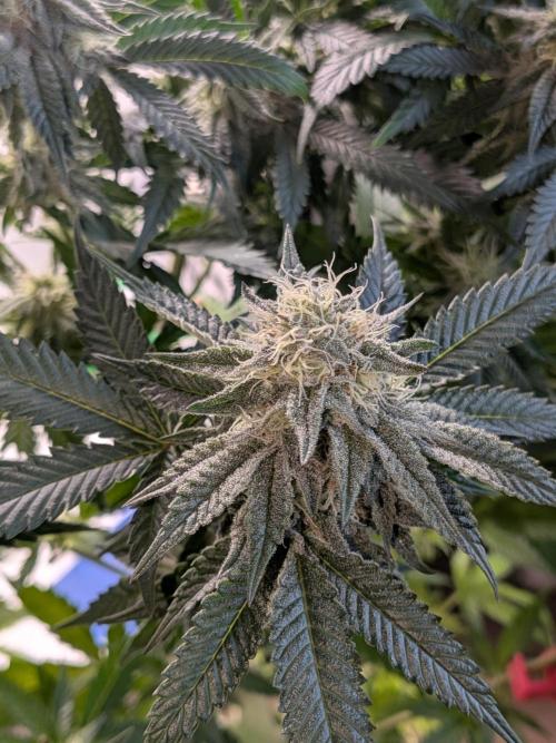 Mellow Jelly | Exclusive Zamnesia. Week 15