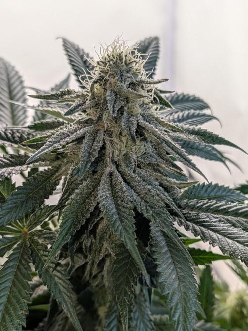 Mellow Jelly | Exclusive Zamnesia. Week 15