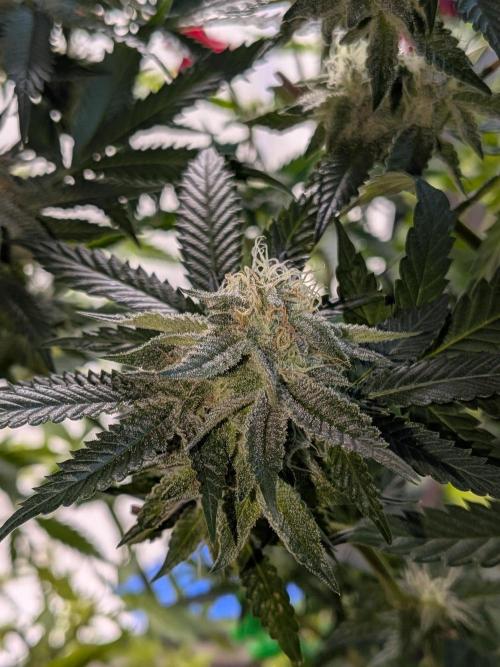 Mellow Jelly | Exclusive Zamnesia. Week 15