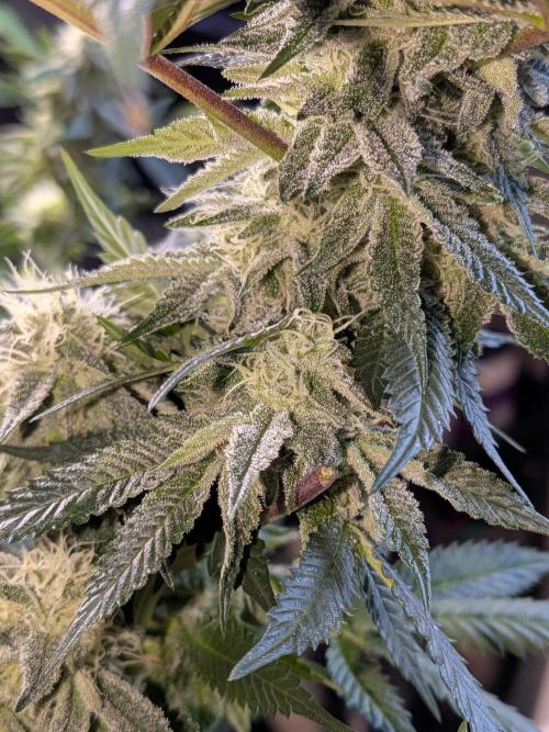 Mellow Jelly | Exclusive Zamnesia. Week 15