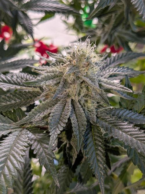 Mellow Jelly | Exclusive Zamnesia. Week 15