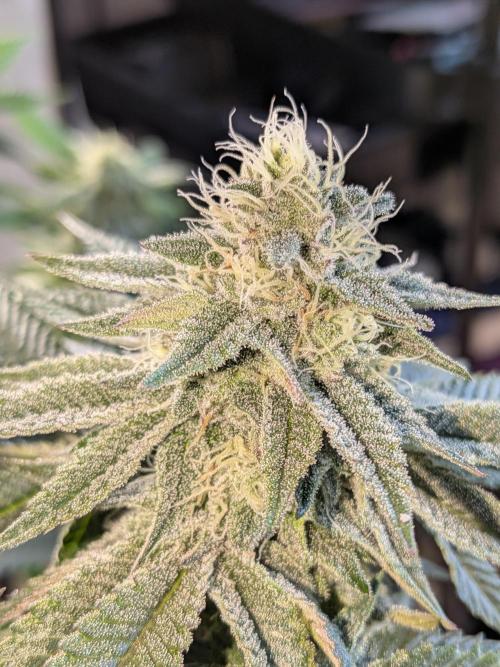 Mellow Jelly | Exclusive Zamnesia. Week 15