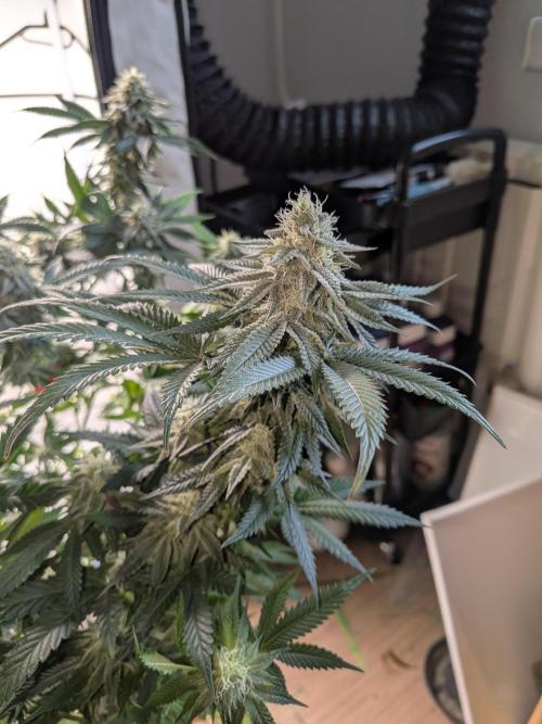 Mellow Jelly | Exclusive Zamnesia. Week 15