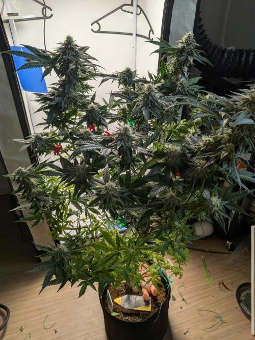 Mellow Jelly | Exclusive Zamnesia. Week 15