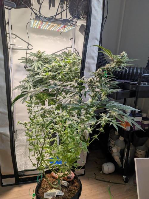 Devil Cookies One | USA Genetics 2026. Week 15
