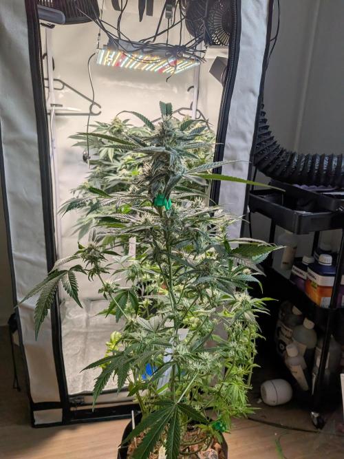 Devil Cookies One | USA Genetics 2026. Week 15