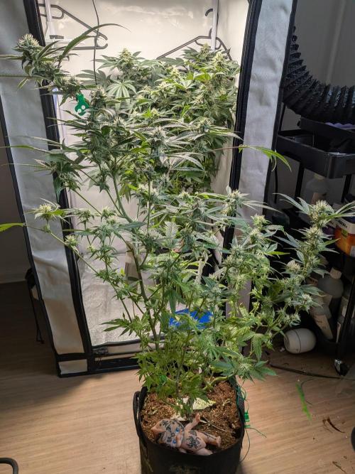 Devil Cookies One | USA Genetics 2026. Week 15