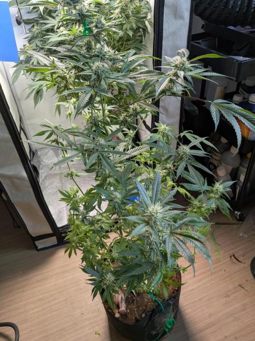 Devil Cookies One | USA Genetics 2026. Week 15
