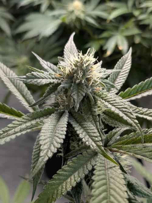 Devil Cookies One | USA Genetics 2026. Week 15