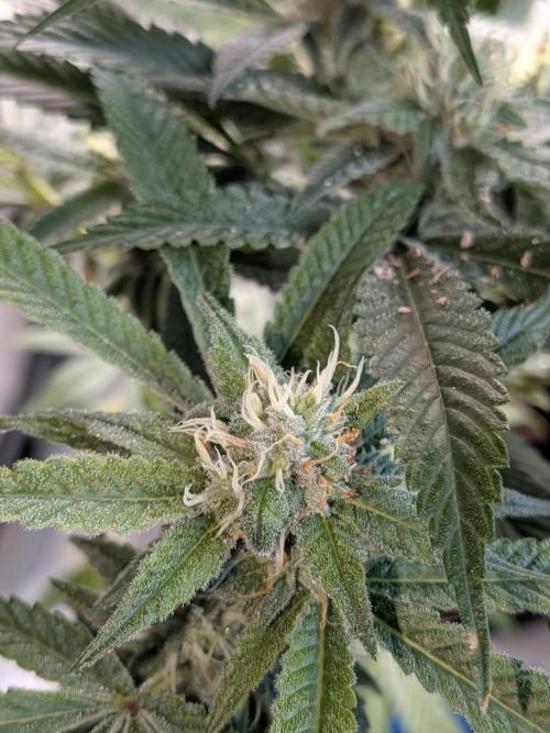 Devil Cookies One | USA Genetics 2026. Week 15