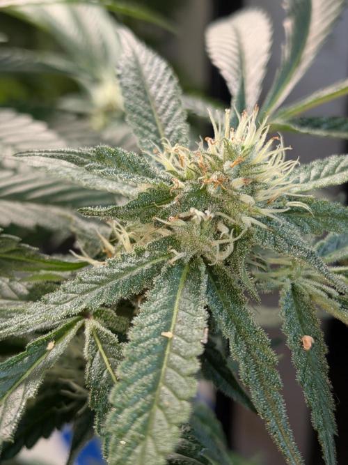 Devil Cookies One | USA Genetics 2026. Week 15