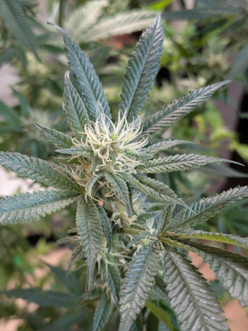Devil Cookies One | USA Genetics 2026. Week 15