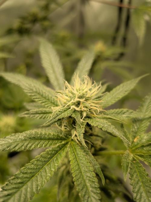 Devil Cookies One | USA Genetics 2026. Week 15