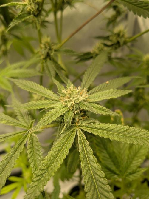 Devil Cookies One | USA Genetics 2026. Week 15