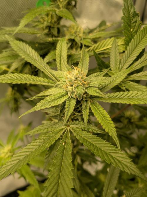 Devil Cookies One | USA Genetics 2026. Week 15