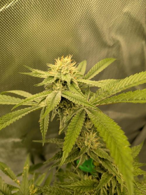 Devil Cookies One | USA Genetics 2026. Week 15