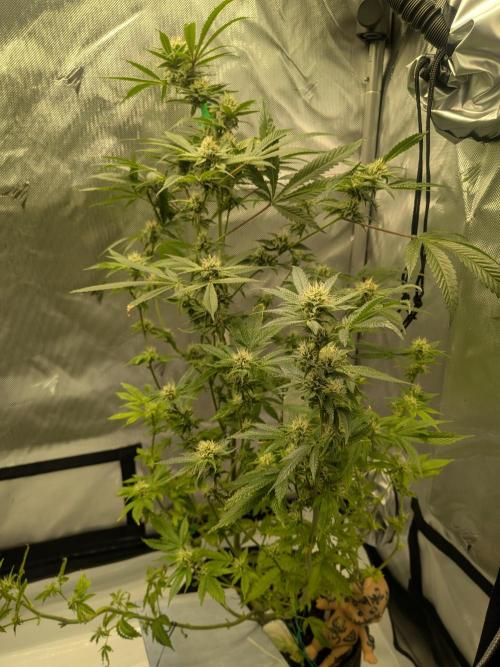 Devil Cookies One | USA Genetics 2026. Week 15