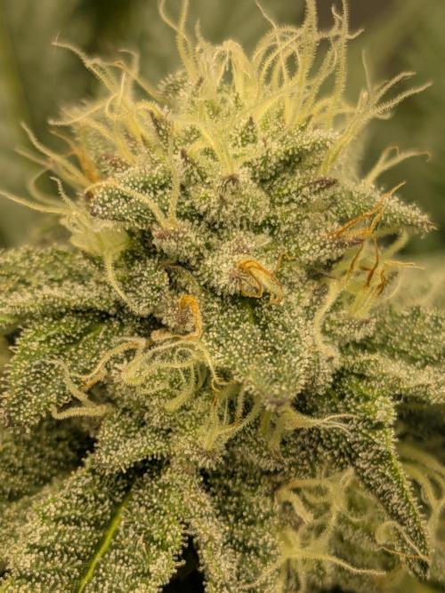 Mellow Jelly | Exclusive Zamnesia. Week 15