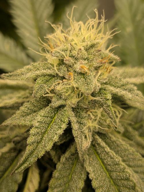 Mellow Jelly | Exclusive Zamnesia. Week 15