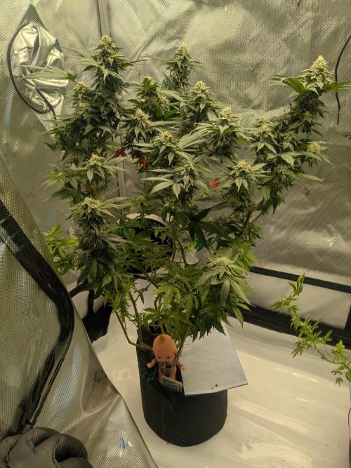 Mellow Jelly | Exclusive Zamnesia. Week 15