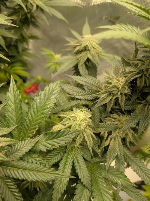 Mellow Jelly | Exclusive Zamnesia. Week 15