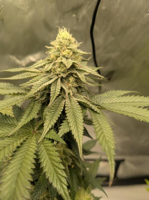 Mellow Jelly | Exclusive Zamnesia. Week 15