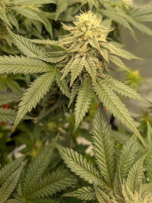 Mellow Jelly | Exclusive Zamnesia. Week 15