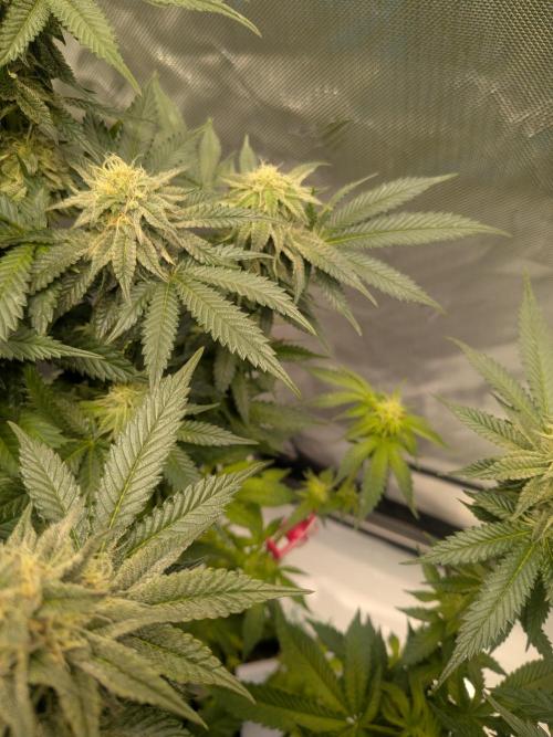 Mellow Jelly | Exclusive Zamnesia. Week 15