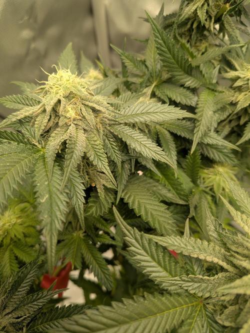 Mellow Jelly | Exclusive Zamnesia. Week 15