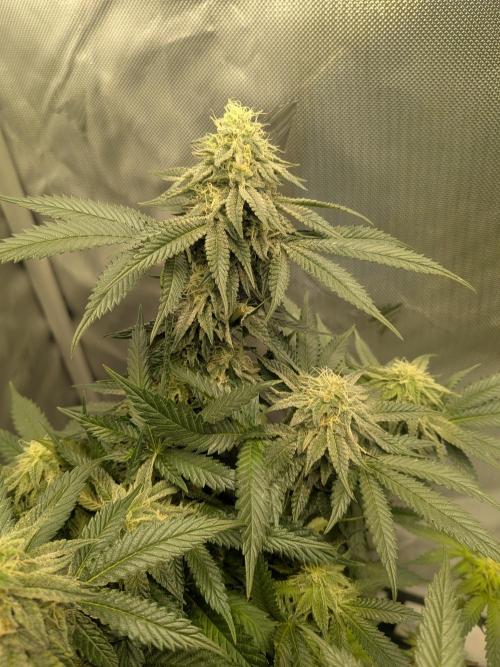 Mellow Jelly | Exclusive Zamnesia. Week 15