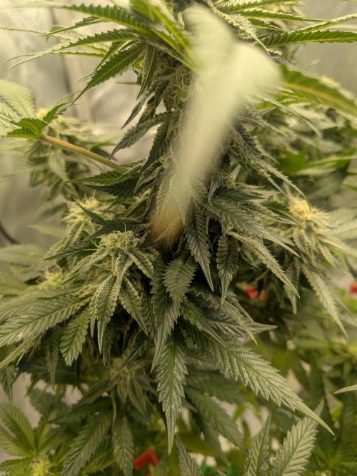 Mellow Jelly | Exclusive Zamnesia. Week 15