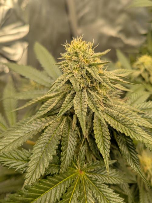 Mellow Jelly | Exclusive Zamnesia. Week 15