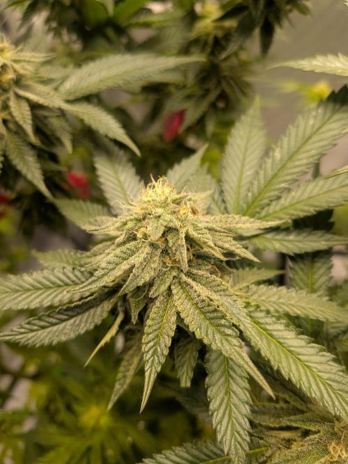 Mellow Jelly | Exclusive Zamnesia. Week 15