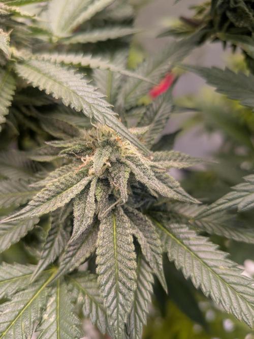 Mellow Jelly | Exclusive Zamnesia. Week 15