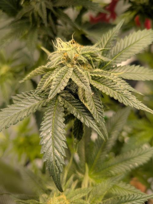 Mellow Jelly | Exclusive Zamnesia. Week 15