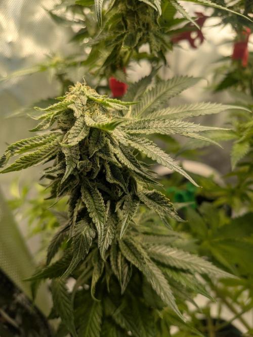 Mellow Jelly | Exclusive Zamnesia. Week 15