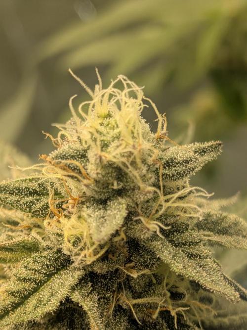 Mellow Jelly | Exclusive Zamnesia. Week 15