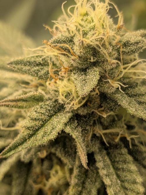 Mellow Jelly | Exclusive Zamnesia. Week 15