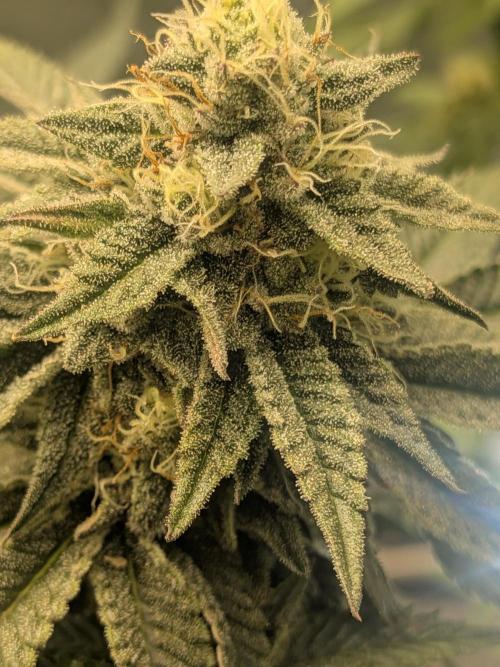 Grow tent. Week 15