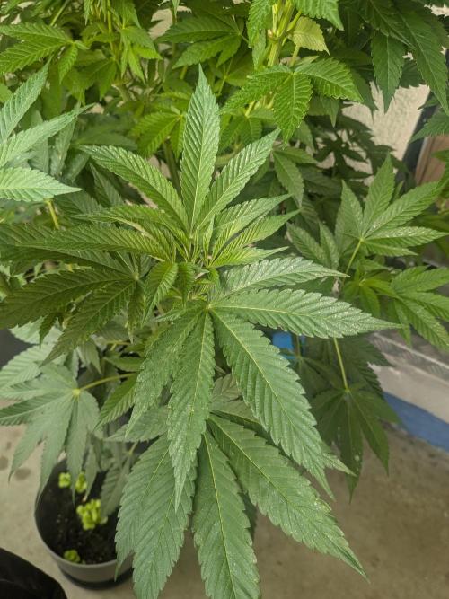 Khalifa Kush | outdoor 2026. Week 14